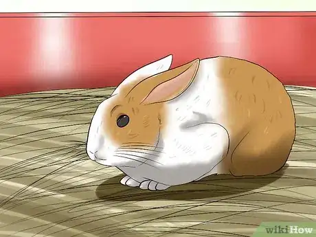 Imagen titulada Care for a House Rabbit Step 20