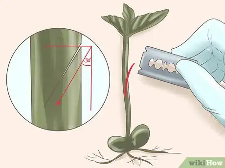 Imagen titulada Graft Plants Step 19
