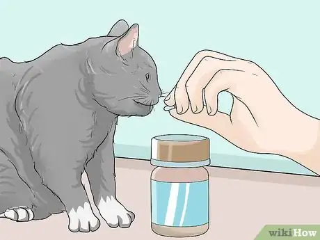 Imagen titulada Diagnose and Treat Feline Infectious Peritonitis (FIP) Step 13
