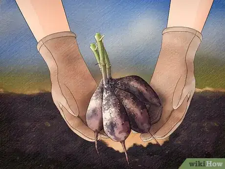 Imagen titulada Store Dahlia Bulbs Step 3