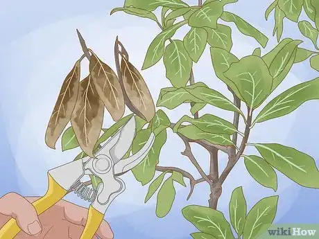 Imagen titulada Prune a Magnolia Tree Step 5