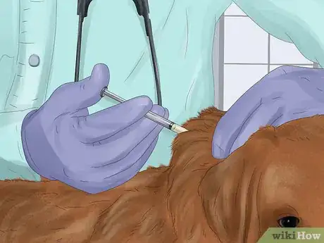Imagen titulada Treat a Dog for Rabies Step 19