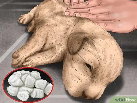 Imagen titulada Save Orphaned Newborn Puppies Step 15