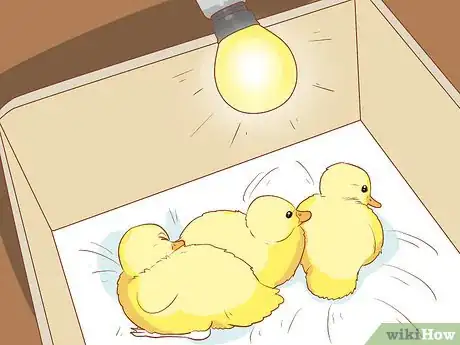 Imagen titulada Care for Ducks in the Winter Time Step 3