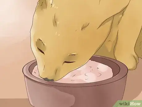 Imagen titulada Care for a Diabetic Cat Step 1