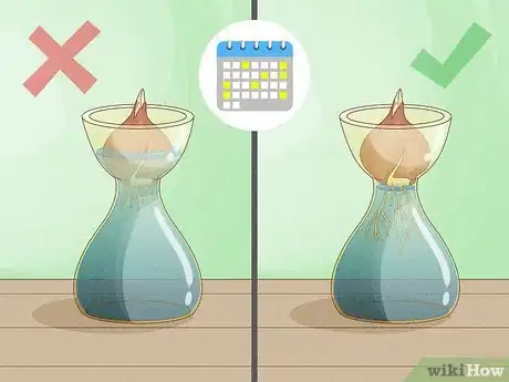 Imagen titulada Force Tulip Bulbs in Water Step 8