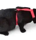 colocarle un arnés a un gato