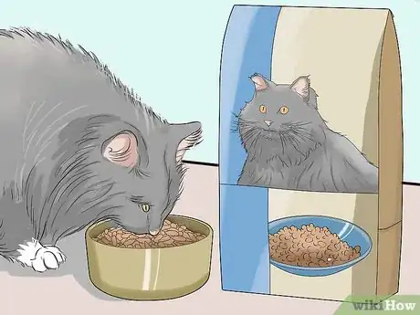 Imagen titulada Diagnose and Treat Feline Infectious Peritonitis (FIP) Step 11