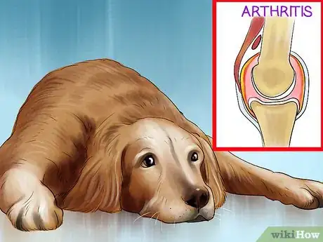 Imagen titulada Gauge Your Senior Dog's Quality of Life Step 1