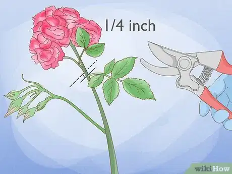 Imagen titulada Prune Drift Roses Step 11
