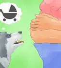 entrenar a un husky siberiano
