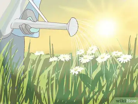 Imagen titulada Care for Daisies Step 9