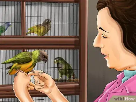 Imagen titulada Know if a Senegal Parrot Is Right for You Step 2