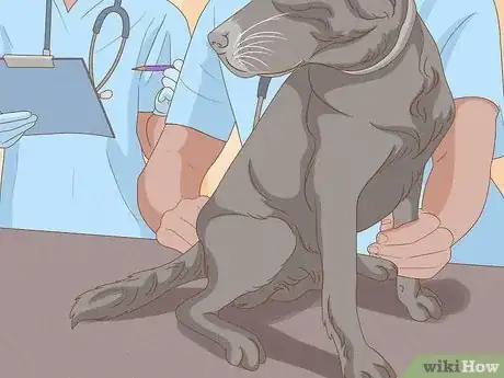 Imagen titulada Detect Skin Cancer in Dogs Step 5