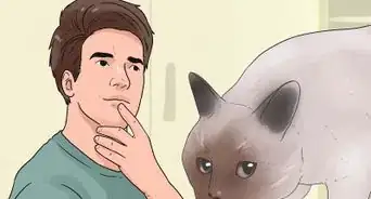 hacer que un gato deje de morder y rasguñar