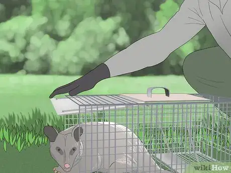 Imagen titulada Trap a Possum Step 9