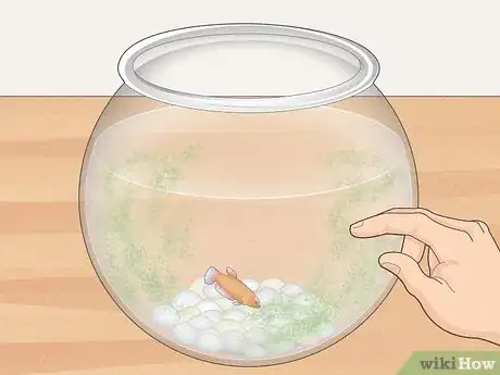 Imagen titulada Clean a Betta Fish Bowl Step 13