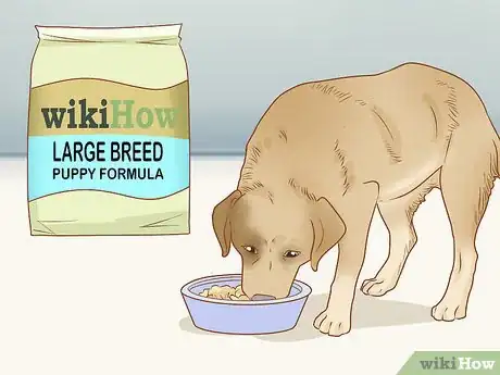 Imagen titulada Care for Dogs Step 4