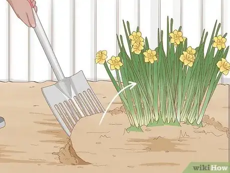 Imagen titulada Transplant Daffodils Step 2