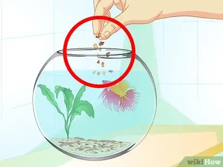 Imagen titulada Care for a Betta Fish in a Vase Step 6
