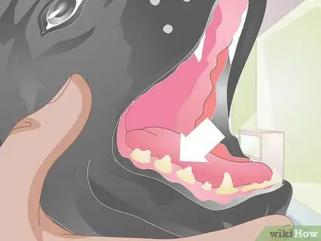 Imagen titulada Treat a Broken Tooth in Dogs Step 3