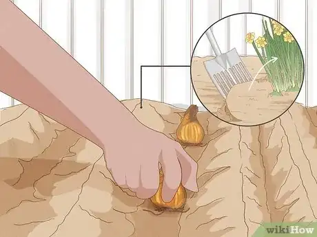 Imagen titulada Transplant Daffodils Step 8