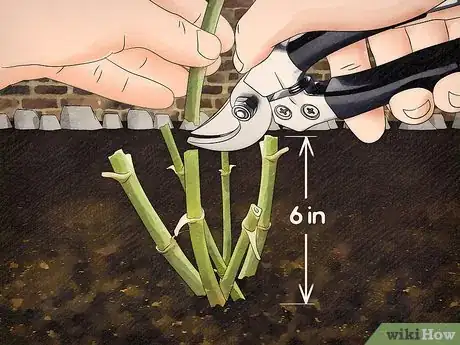 Imagen titulada Store Dahlia Bulbs Step 1