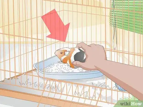 Imagen titulada Clean up After Your Guinea Pig Step 10