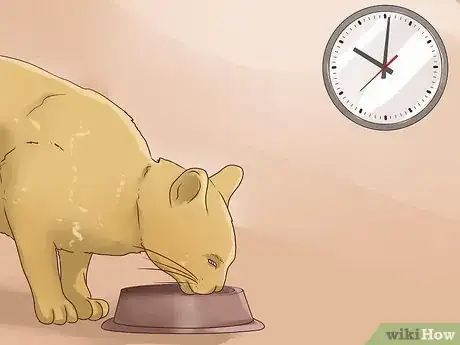 Imagen titulada Care for a Diabetic Cat Step 2