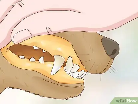 Imagen titulada Get a Dog to Stop Eating Dirt Step 3