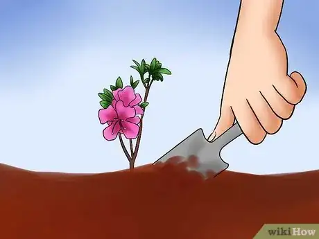 Imagen titulada Care for Azaleas Step 9