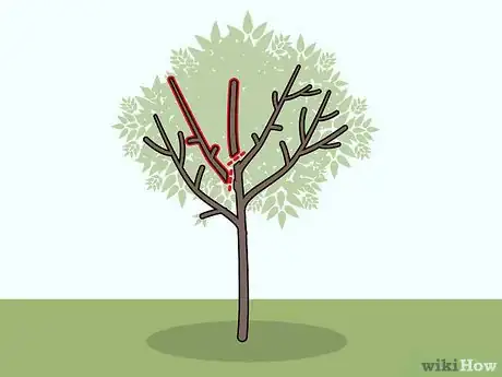 Imagen titulada Prune Apricot Trees Step 9