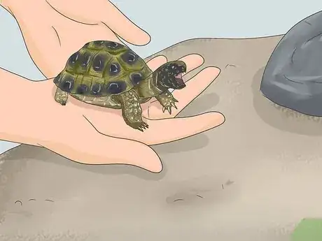 Imagen titulada Make A Habitat for Hermann’s Tortoises Step 14