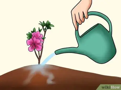 Imagen titulada Care for Azaleas Step 8