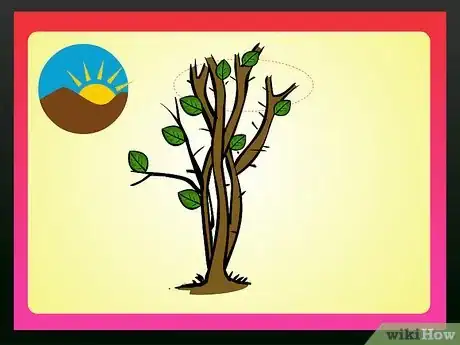 Imagen titulada Prune Bougainvillea Step 2