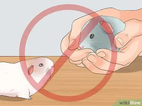 Imagen titulada Breed Standard Guinea Pigs Step 9