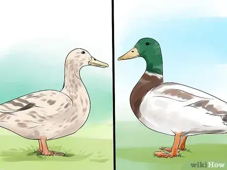 Imagen titulada Tell the Difference Between Male and Female Ducks Step 3