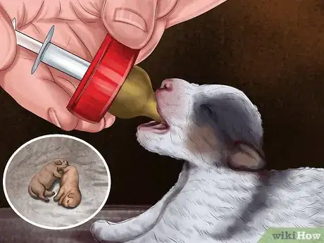 Imagen titulada Save Orphaned Newborn Puppies Step 13