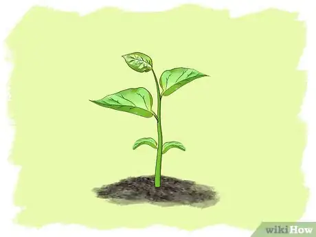 Imagen titulada Grow Peppers Step 10