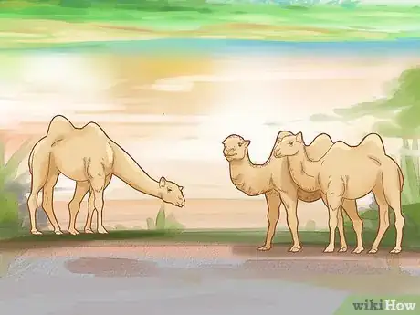 Imagen titulada Care for a Camel Step 6