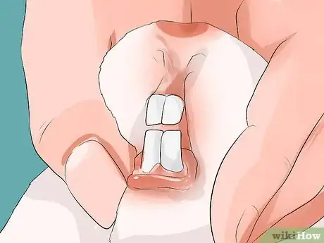 Imagen titulada Look After a Rabbit That Needs Its Teeth Trimmed Step 6