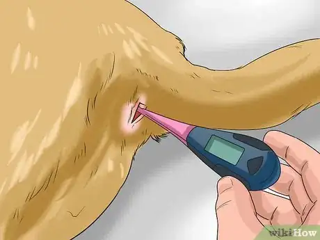 Imagen titulada Tell if Your Dog Has Parvo Step 4