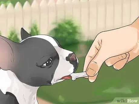 Imagen titulada Train Boston Terriers Step 14