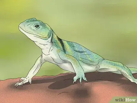 Imagen titulada Feed a Lizard Step 1