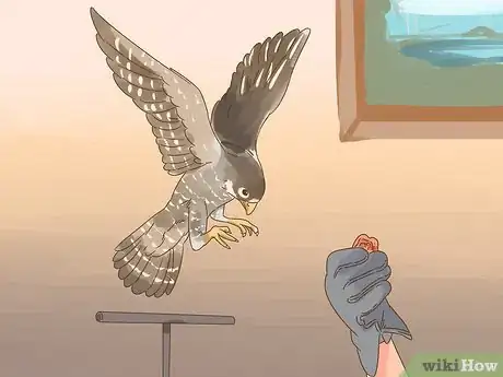 Imagen titulada Train Your First Falcon Step 3