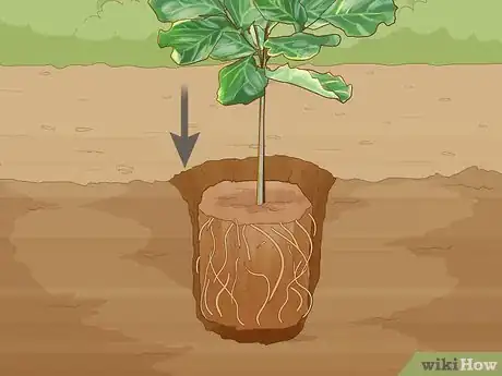 Imagen titulada Care for a Fig Tree Step 3