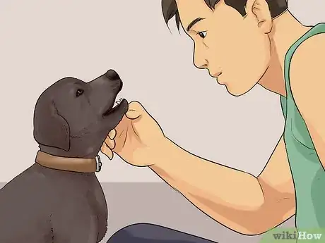 Imagen titulada Buy a Labrador Retriever Puppy Step 6
