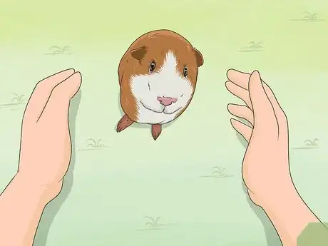 Imagen titulada Train Your Guinea Pig Step 1