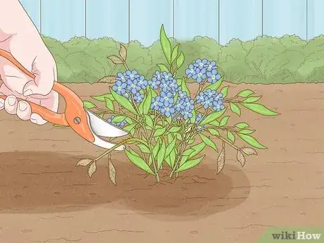 Imagen titulada Plant Forget Me Not Seeds Step 15