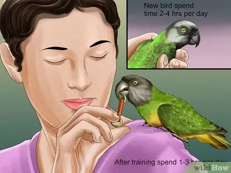 Imagen titulada Know if a Senegal Parrot Is Right for You Step 1
